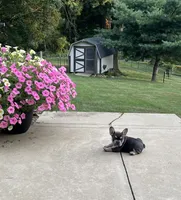 Sonya, a female French Bulldog for sale in Berlin, OH – 3 of 4
