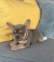 Emma genetic clear, a female French Bulldog for sale in Berlin, OH – 5 of 10