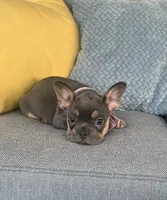Rosie, a female French Bulldog for sale in Berlin, OH – 5 of 8