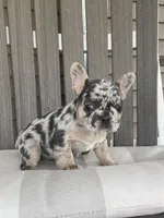 Maggie, a female French Bulldog for sale in Berlin, OH – 4 of 6