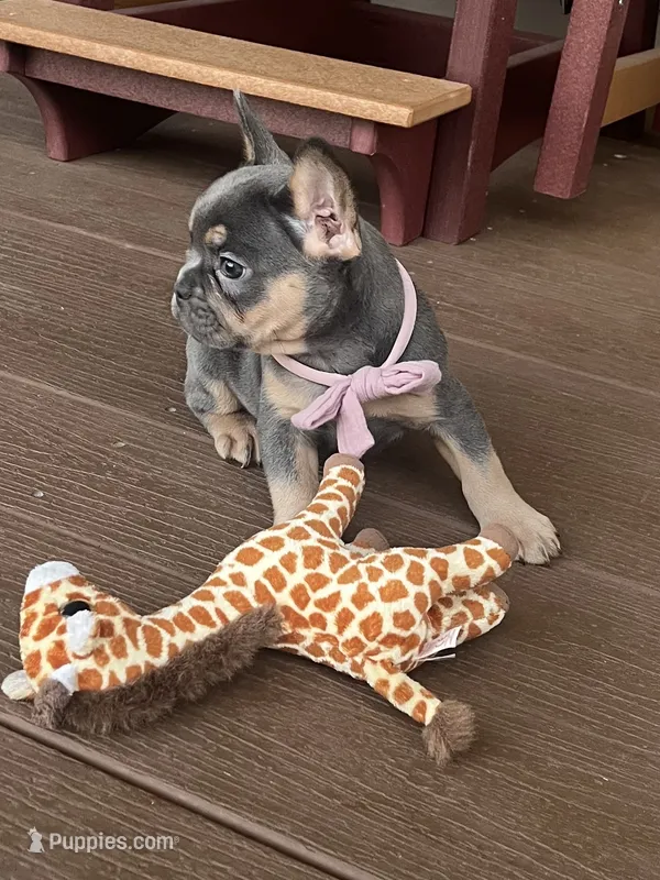 Rosie – French Bulldog puppy for sale in Berlin, OH