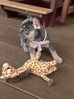 Rosie, a female French Bulldog for sale in Berlin, OH – 1 of 8