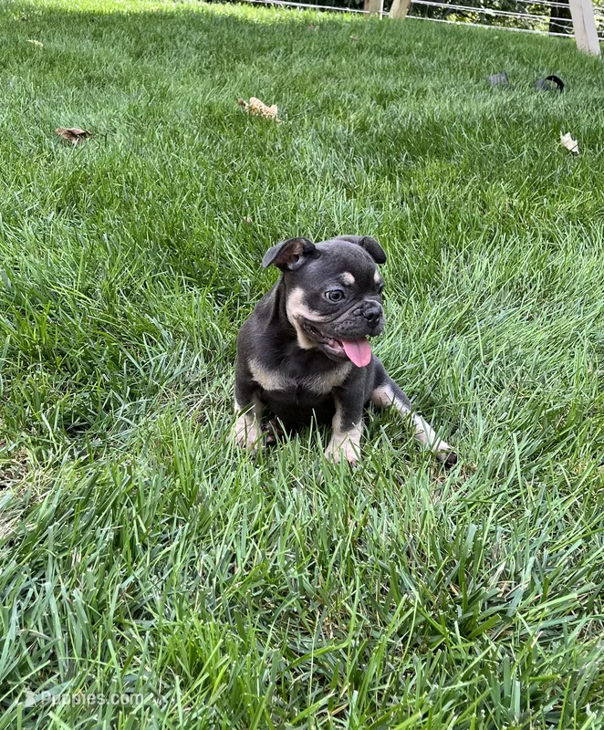 Zeke – French Bulldog puppy for sale in Berlin, OH