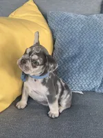Bently, a male French Bulldog for sale in Berlin, OH – 3 of 8