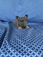 Rock, a male French Bulldog for sale in Berlin, OH – 2 of 5
