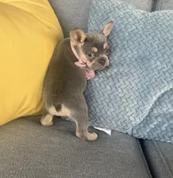 Emma genetic clear, a female French Bulldog for sale in Berlin, OH – 6 of 10