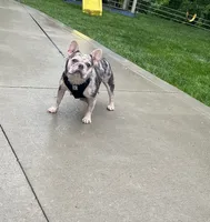 Sonya, a female French Bulldog for sale in Berlin, OH – 8 of 8