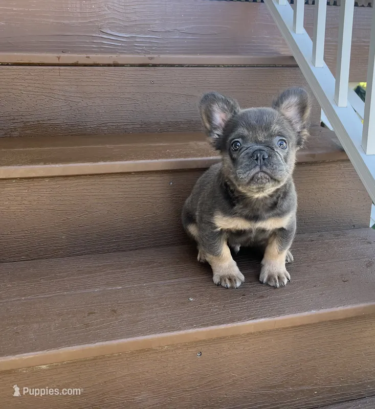 Rocky – French Bulldog puppy for sale in Berlin, OH