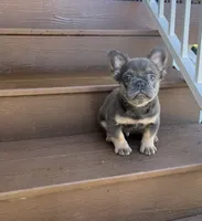 Rocky, a male French Bulldog for sale in Berlin, OH – 1 of 4