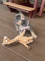 Rosie, a female French Bulldog for sale in Berlin, OH – 2 of 8