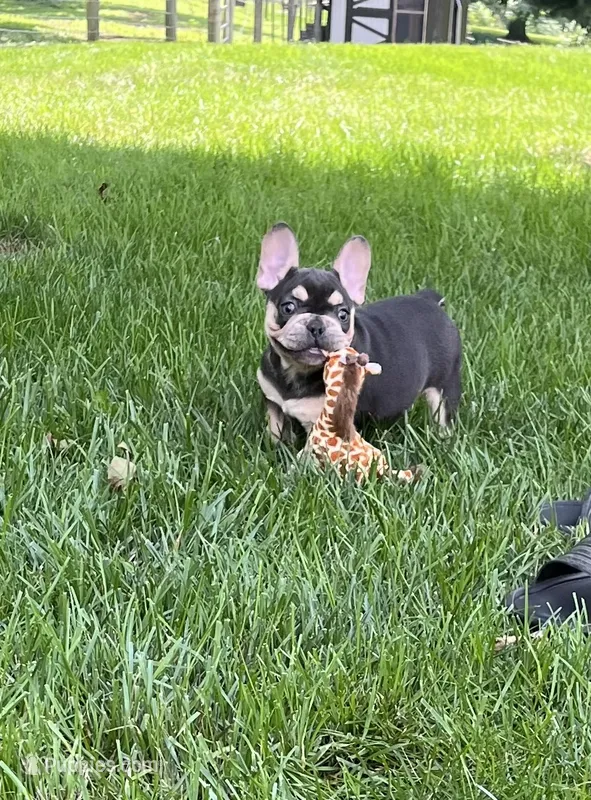 Sonya – French Bulldog puppy for sale in Berlin, OH
