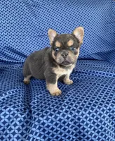 Brock, a male French Bulldog for sale in Berlin, OH – 6 of 8