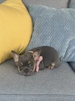 Rosie, a female French Bulldog for sale in Berlin, OH – 4 of 8