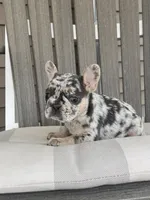 Maggie, a female French Bulldog for sale in Berlin, OH – 2 of 6