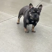 Sonya, a female French Bulldog for sale in Berlin, OH – 7 of 8