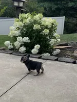 Sonya, a female French Bulldog for sale in Berlin, OH – 3 of 6