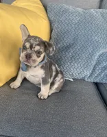 Bently, a male French Bulldog for sale in Berlin, OH – 2 of 8