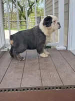 Finnely, a male English Bulldog for sale in Berlin, OH – 3 of 5