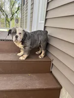 Fiona, a female English Bulldog for sale in Berlin, OH – 4 of 5