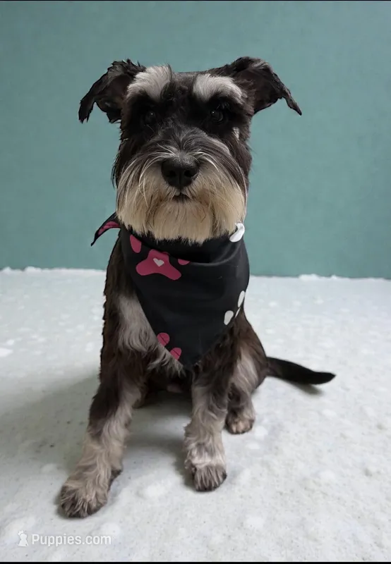 Maggie, a female Miniature Schnauzer for sale in Scio, OR – Photo 1 of 1