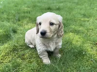 ee Cream Doxie 2nd Born , a male Dachshund for sale in Rochester, WA – Photo 4 of 5