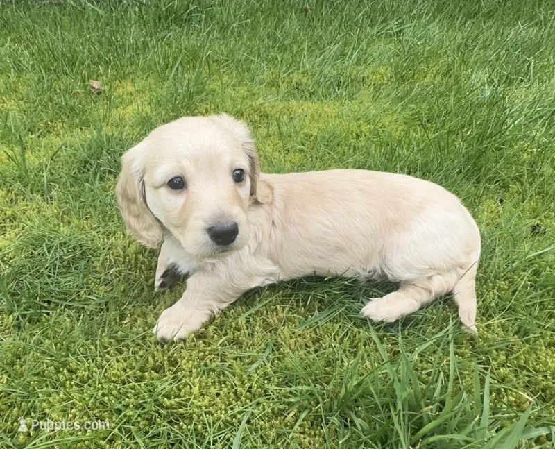 ee Cream Doxie 2nd Born  – Dachshund puppy for sale in Rochester, WA