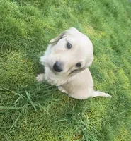 ee Cream Doxie 2nd Born , a male Dachshund for sale in Rochester, WA – Photo 2 of 5