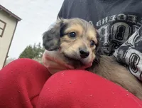 Shaded Cream Doxie 3rd Born , a male Dachshund for sale in Rochester, WA – Photo 3 of 5