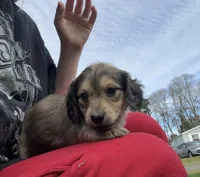Shaded Cream Doxie 3rd Born , a male Dachshund for sale in Rochester, WA – Photo 2 of 5