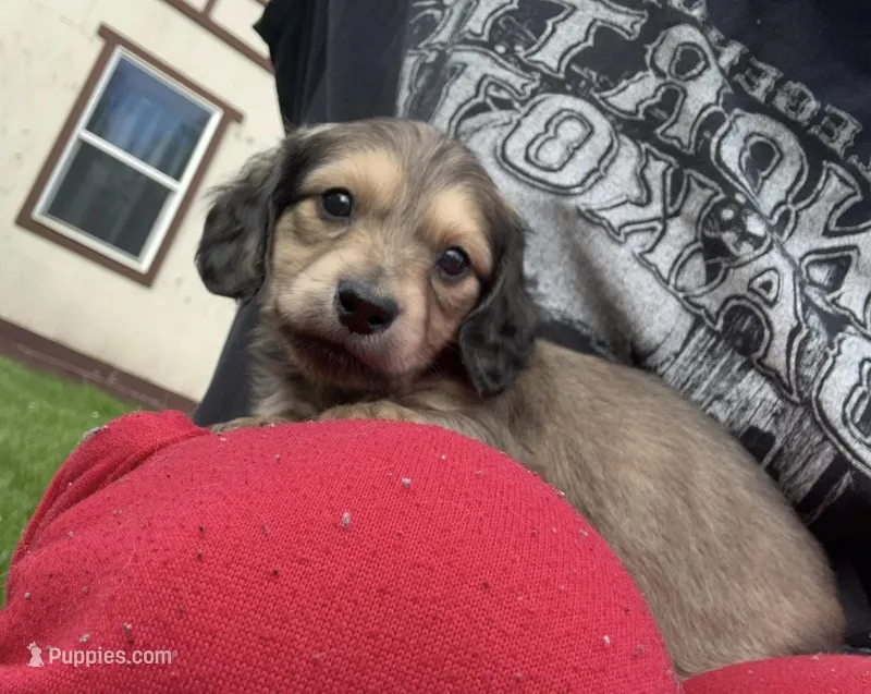 Shaded Cream Doxie 3rd Born  – Dachshund puppy for sale in Rochester, WA
