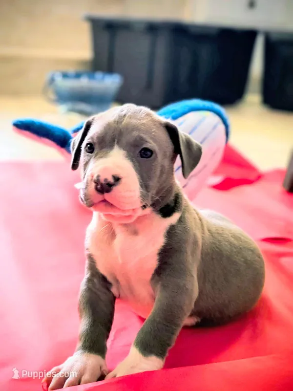 Ghost spider – American Bully puppy for sale in Dallas, TX