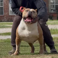 Ghost spider, a female American Bully for sale in Dallas, TX – Photo 6 of 7