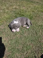 Ghost spider, a female American Bully for sale in Dallas, TX – Photo 5 of 7