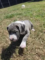 Ghost spider, a female American Bully for sale in Dallas, TX – Photo 4 of 7