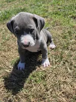 Ghost spider, a female American Bully for sale in Dallas, TX – Photo 3 of 7