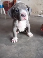 Ghost spider, a female American Bully for sale in Dallas, TX – Photo 2 of 7