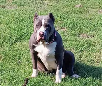 Ghost spider, a female American Bully for sale in Dallas, TX – Photo 7 of 7