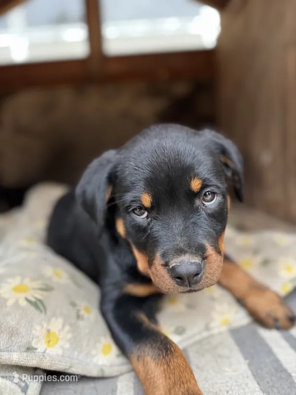 Rose – Rottweiler puppy for sale in Chatsworth, CA