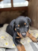 Rose, a female Rottweiler for sale in Chatsworth, CA – 1 of 10