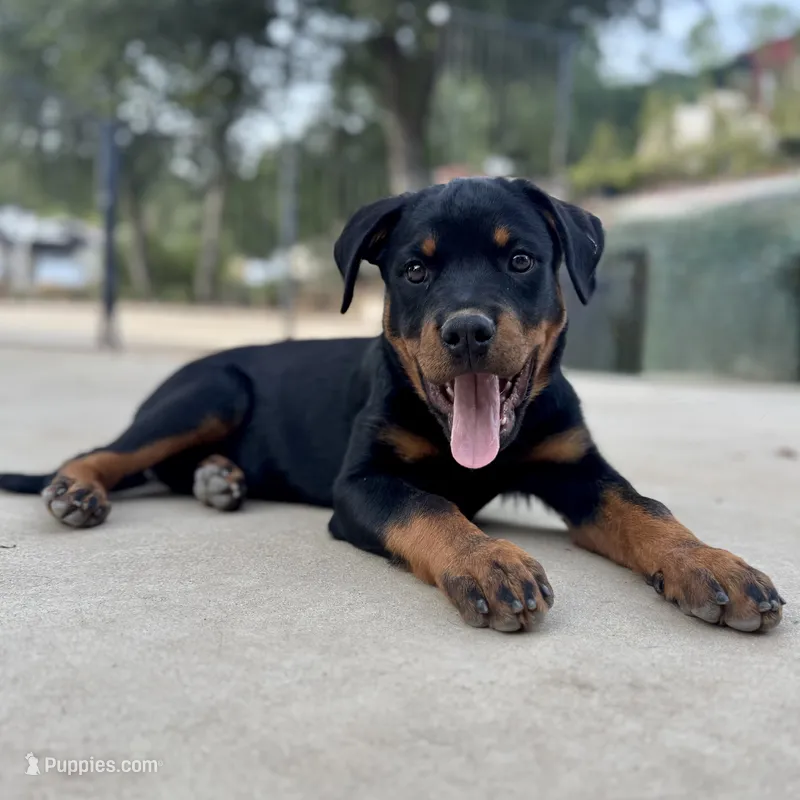 Rose – Rottweiler puppy for sale in Chatsworth, CA