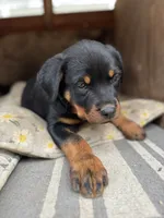 Rose, a female Rottweiler for sale in Chatsworth, CA – 2 of 10