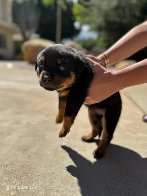 Rose – Rottweiler puppy for sale in Chatsworth, CA