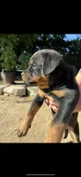 Rose, a female Rottweiler for sale in Chatsworth, CA – 5 of 10