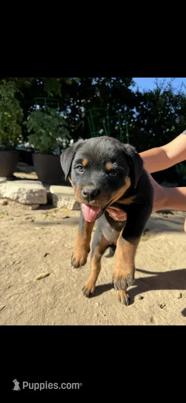 Rose – Rottweiler puppy for sale in Chatsworth, CA