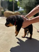 Rose, a female Rottweiler for sale in Chatsworth, CA – 7 of 10