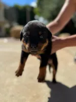 Rose, a female Rottweiler for sale in Chatsworth, CA – 8 of 10