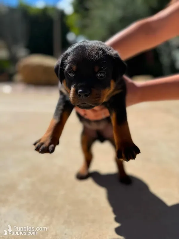 Daisy – Rottweiler puppy for sale in Chatsworth, CA