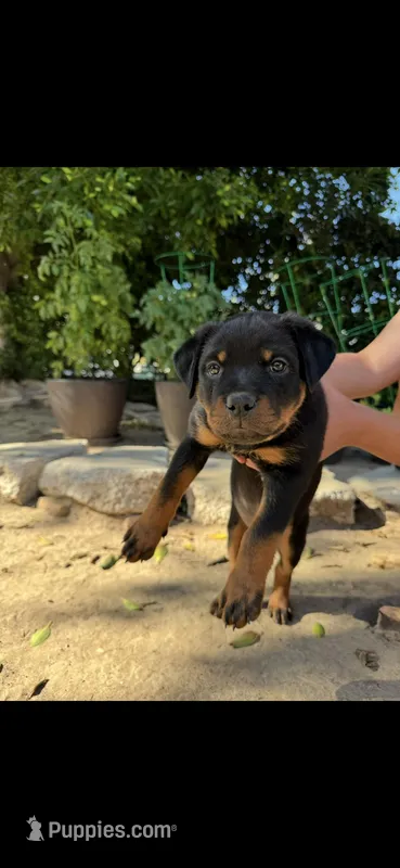 Daisy – Rottweiler puppy for sale in Chatsworth, CA
