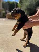 Jasmine , a female Rottweiler for sale in Chatsworth, CA – Photo 2 of 6