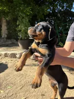 Jasmine , a female Rottweiler for sale in Chatsworth, CA – 3 of 10